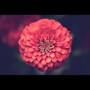 Meet your Posher, Elvira